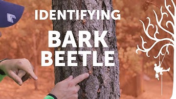 Why is my pine tree dying ? It’s INFECTED!! Identifying Bark Beetles in drought weakened Pines