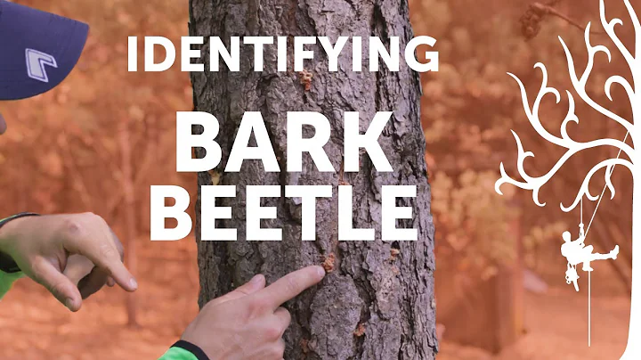 Why is my pine tree dying ? It’s INFECTED!! Identifying Bark Beetles in drought weakened Pines