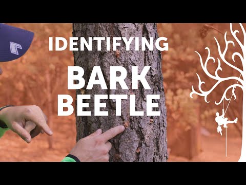 Video: Hvad er barklus: Skader barklusinsekter træer
