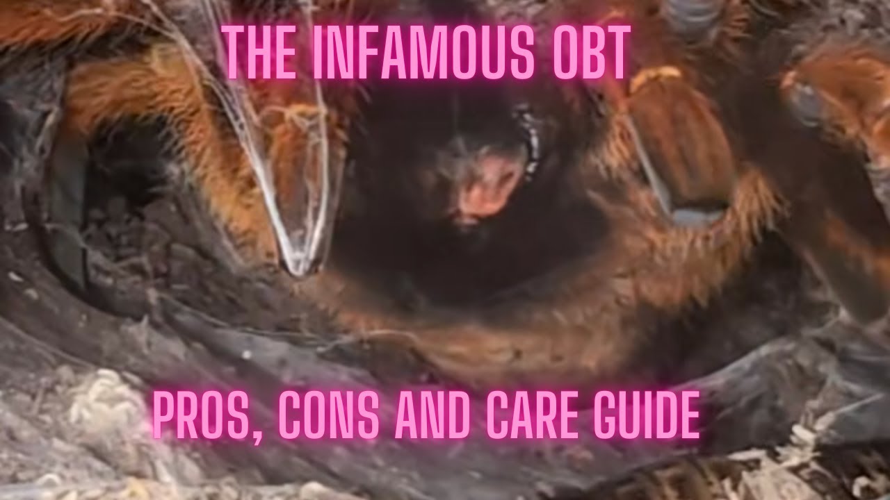 Pterinochilus murinus (Orange Baboon Tarantula) Pros, Cons, and Care Guide
