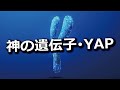 神の遺伝子YAPについて
