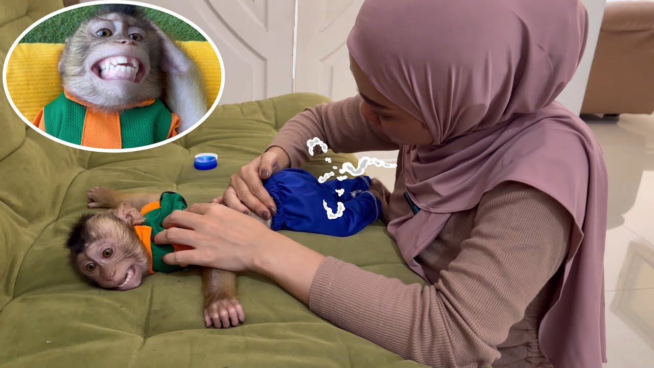 Обезьянка Альфа терпеливо ждет, когда мама придет домой, чтобы вылечить его боль в животе