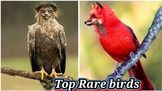 TOP 15 MOST RARE BIRDS IN THE WORLD ||UNIQUE BIRD ||RAREST BIRDS IN THE WORLD