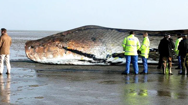 The BIGGEST SNAKE Ever !  TITANOBOA - DayDayNews