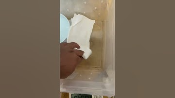 قایم شده دیگه 😂🐍 #ballpython #مار #treepython #ballpythonsnake #پایتون #reptile #python