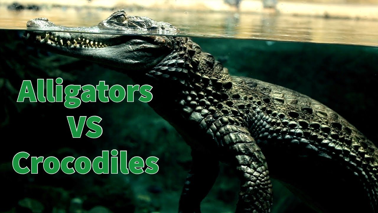 Alligator vs. Crocodile: 6 Key Differences and Who Wins in a Fight - AZ  Animals