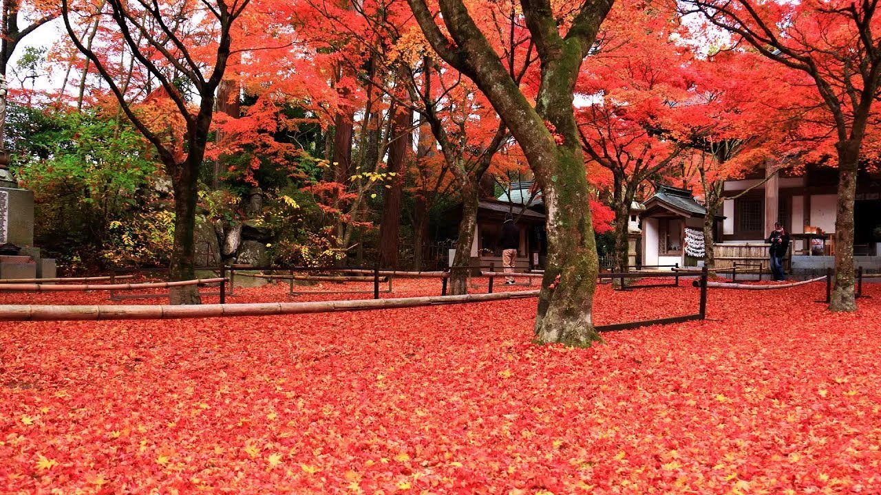 No.929 トリミングチョーカー 200本 秋 紅葉 かえで No.929 トリミング