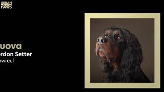 Dog Training: Nuova (Gordon Setter)  Lie down, Sit, Come, Wait, Recall, Come, Stop, and more