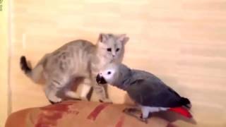 Смешные видео про животных Улетные животные смешно до слез Смешные животные до слез Смешные видео про животных Улетные животные смешно до слез Смешные животные до слез