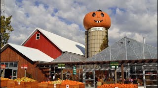 Goeberts Pumpkin Farm: Pig Race