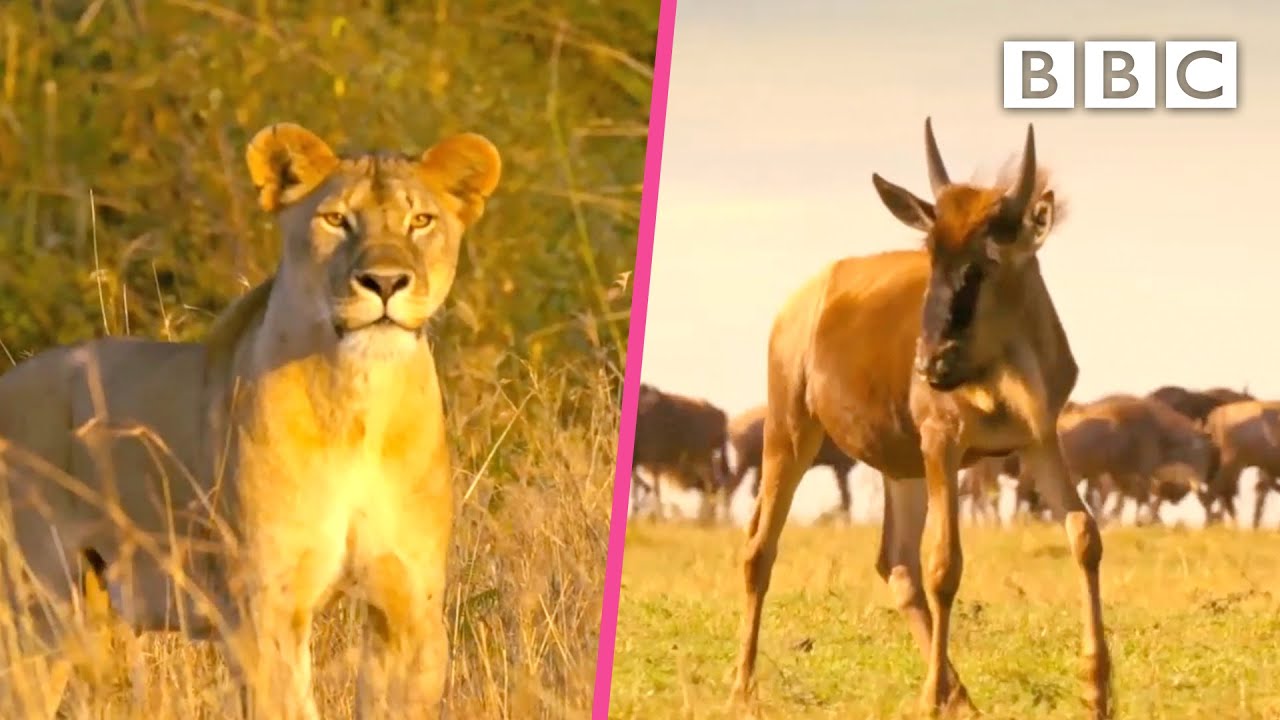 Wildebeest tries to protect her baby from a lioness 😲 BBC