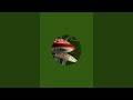 عالم الزوهريين عالم الزوهريين