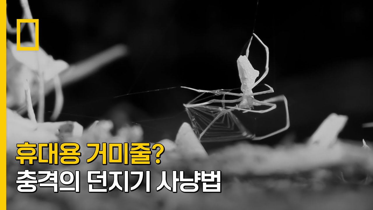 휴대용 거미줄? 충격의 던지기 사냥법