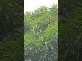 Philippine Bulbul Bird || Purak Purak || Bulbul Sounds #shorts #ytshorts #birds #bulbulbird #purak