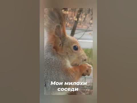 Мои милашки белки( самые большие уши)#animals #бельчонок # ...