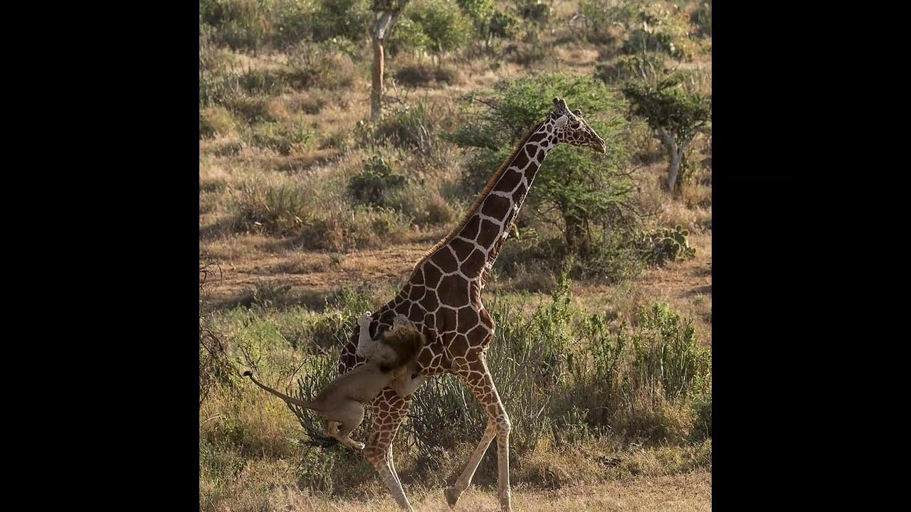 Lone Lion hunts and takes down a fully grown Giraffe - YouTube
