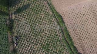 dağ yolu, tarlada çalışan insanlar, arazi, ağaçlar, yeşillik, drone, flycam, ysv ao 4k 1179