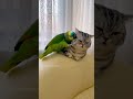 #ParrotVsCat #FunnyPets #AnimalComedy #ParrotFlirting #CatFails #CuteAnimals #PetVideos#FunnyAnimals