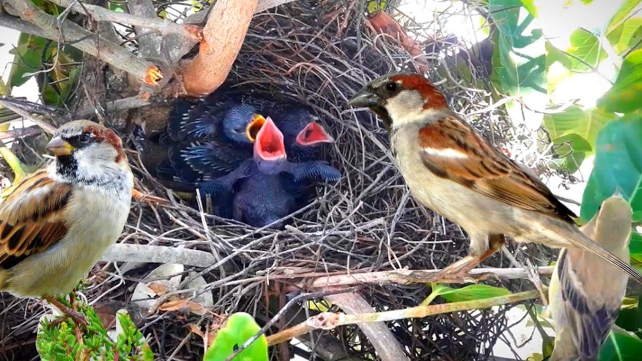 A sparrow came to attack my baby bird while the mother was away