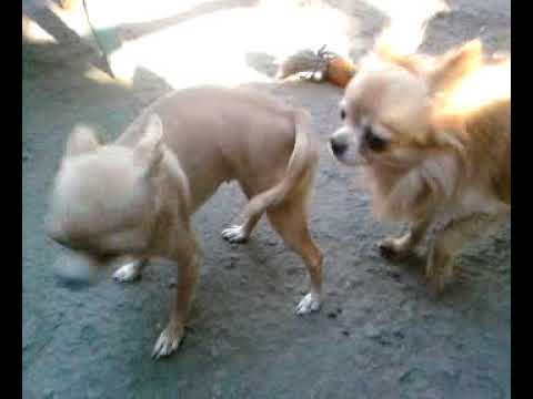 Спаривание собак чихуахуа. Чихуа спариваются. Чихуахуа голубой мерле. Петля у чихуахуа для вязки. Вязка у собак чихуахуа.