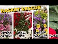Hanging basket rescue fixing the most common container problems