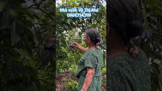 Trám đen ghép siêu chùm