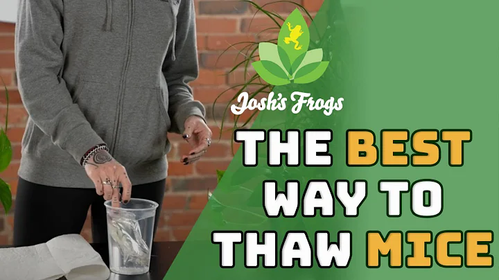 Preparing Frozen Mice For Feedings