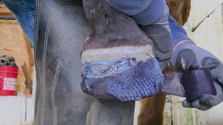 Horse Has Terrible Hooves Using Casting Material To Create Synthetic Hoof Wall To Protect The Foot