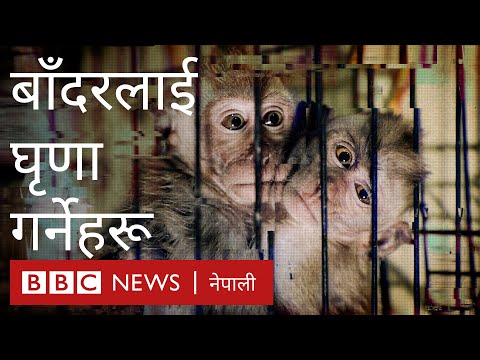 बाँदरलाई घृणा गर्नेहरू- बीबीसी न्यूज नेपाली