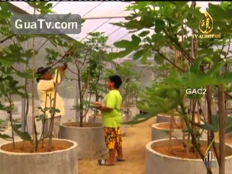 Video Pokok tin di malaysia