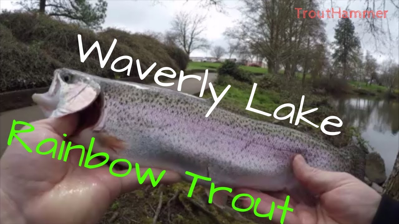 Fishing Waverly Lake for Rainbow Trout