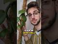 Relaxing Plant Tour (COOL PLANTS) #shorts
