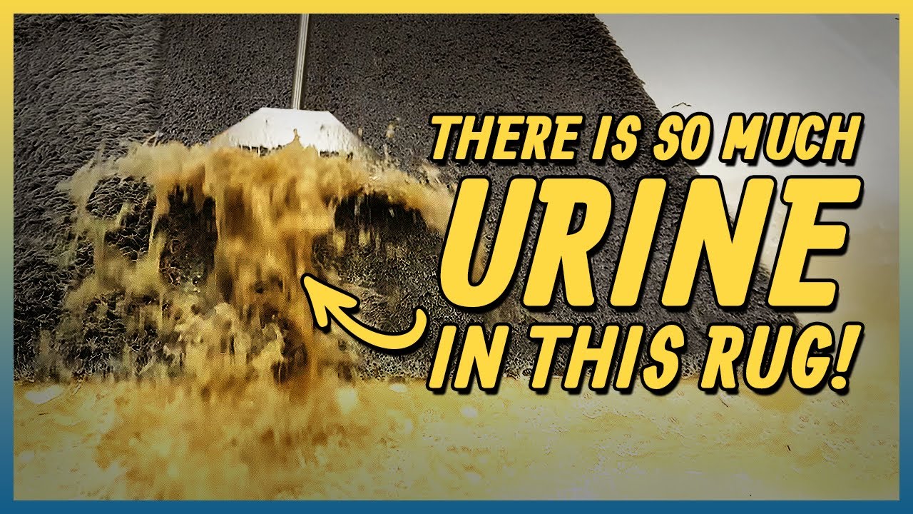 Rug Full of Pet Urine Satisfying Cleaning YouTube
