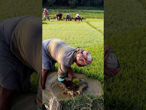Uprooting Paddy Seedling #shorts