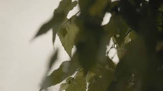 Raining shots with music and Relaxing Ambient Sound - FOOTAGE BY nguyevubui screenshot 5