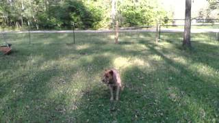 Adopt Hunter, Red Heeler from Texas Cattle Dog Rescue