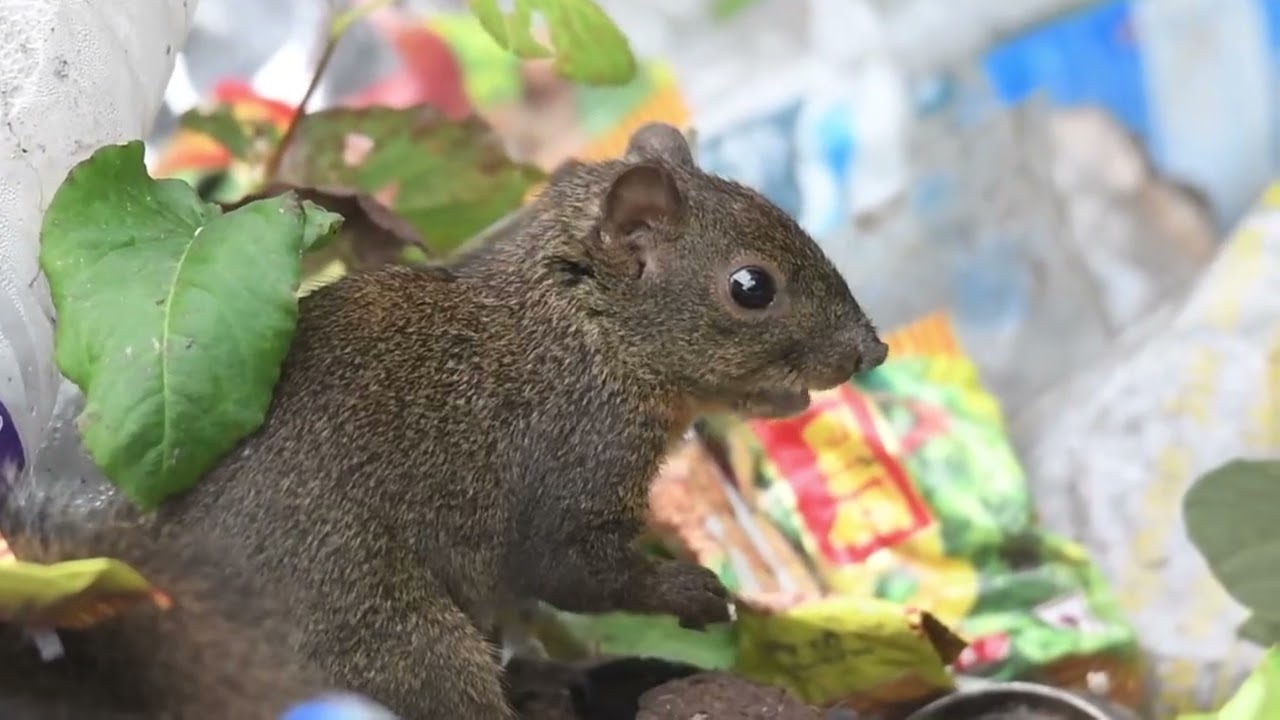 Orange-bellied Himalayan Squirrel          हिमाली बनलोखर्के  