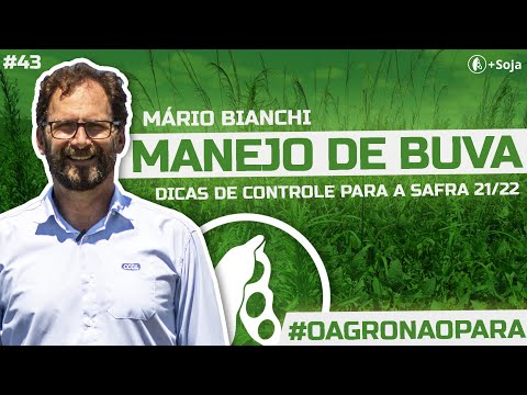 Buva: Manejo da safra 21/22