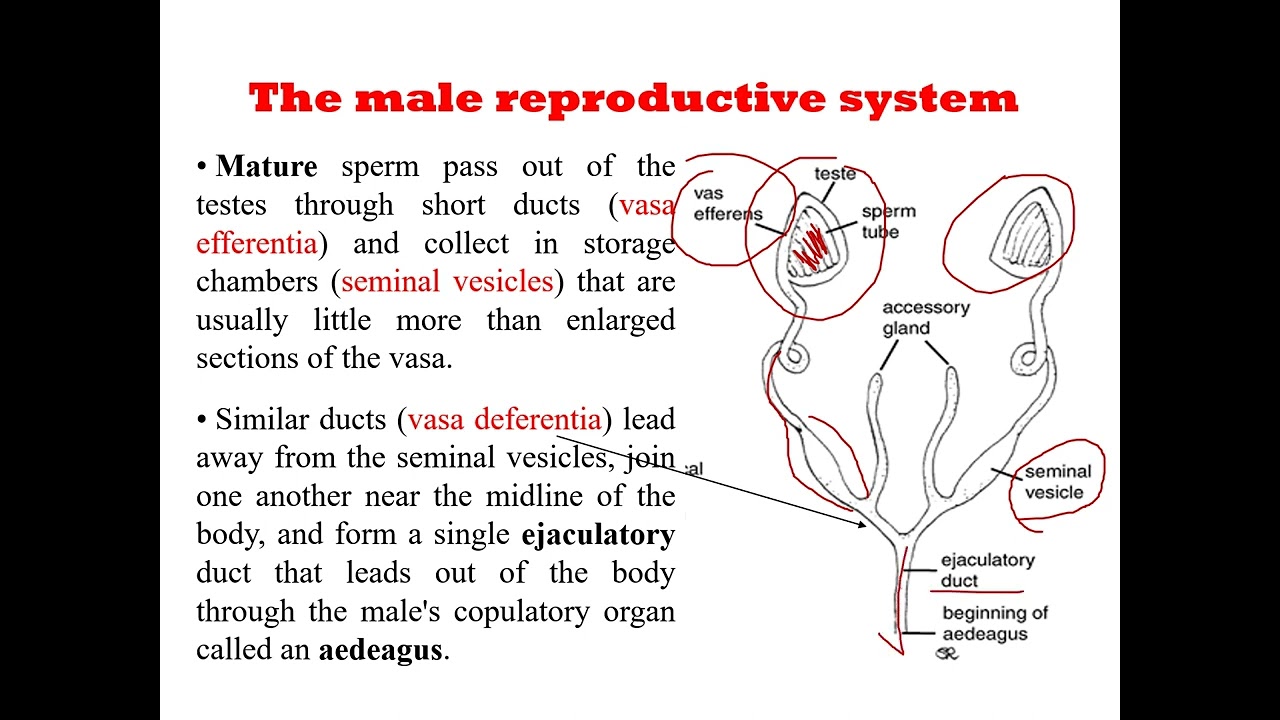 lecture 16 of Entomology