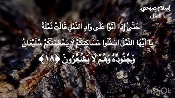 آية 18و19من سورة النمل .إسلام صبحي.(حتى إذا أتوا على واد النمل..)