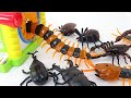 How many insects get into the Box? おもちゃの虫がいっぱい!なん匹いるかかぞえてみよう!