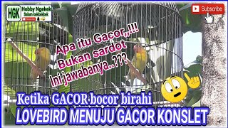 Download Lagu LOVEBIRD Jantan birahi bunyi GACOR tahap jebol birahi konslet