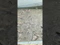 #fish #bengalifish #machhali #machhali #shorts #video