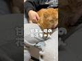 【甘えん坊の花凛ちゃん🐾】贅沢な悩みなのです~ #cat #猫 #shorts