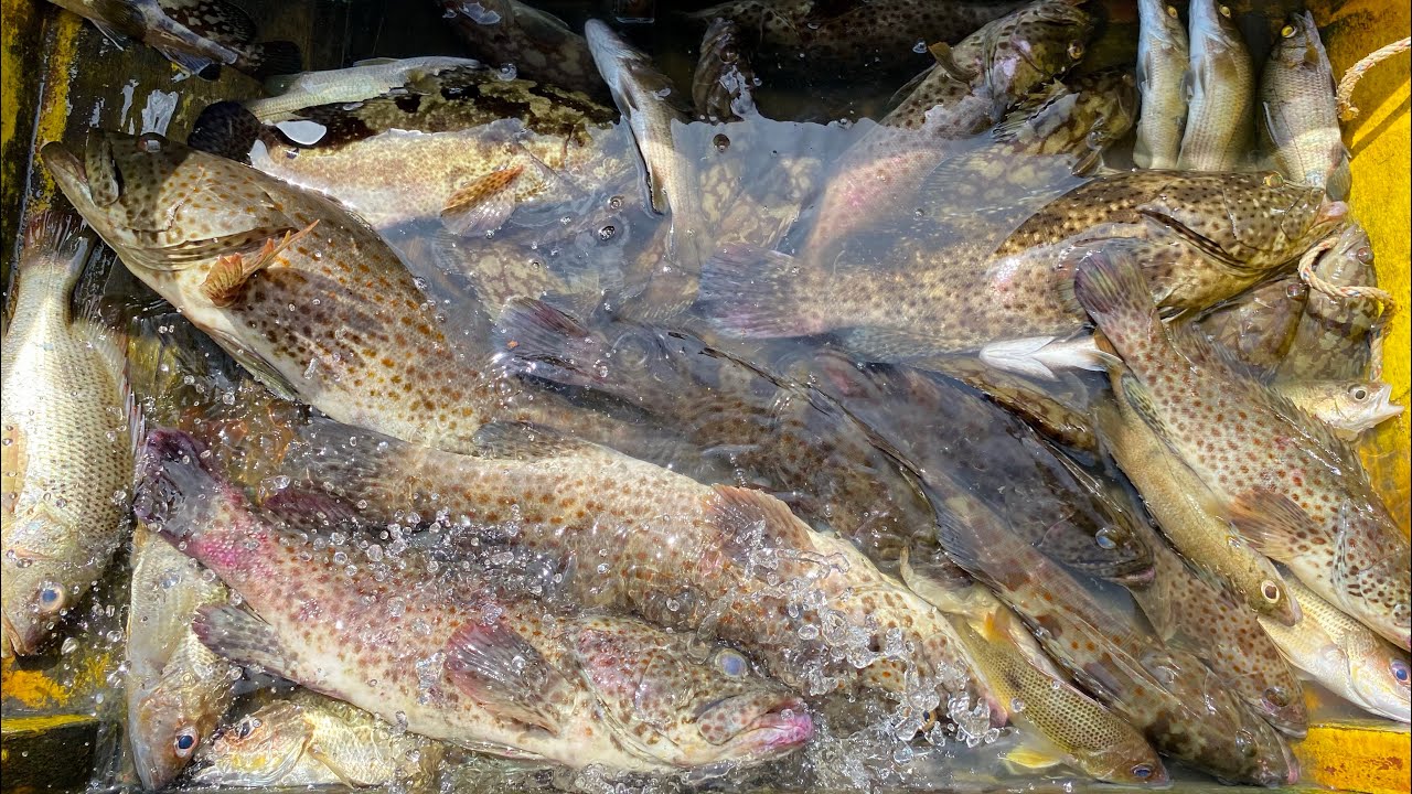 SPOT BATU KARANG LUMUT IKAN KERAPU DAN SPOT BUBU IKAN !!! #tradisionalbubu#Bajanasikelapaudang