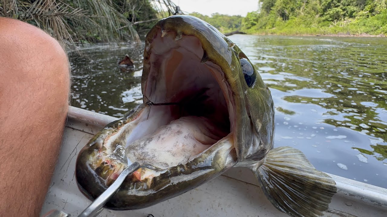 ARMEI ACAMPAMENTO PARA PESCAR E COMER UM PEIXE