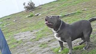 Extreme Bully Pitbull - Blue American Bully Pit - Mr. Bam Bam At 2 12 Years