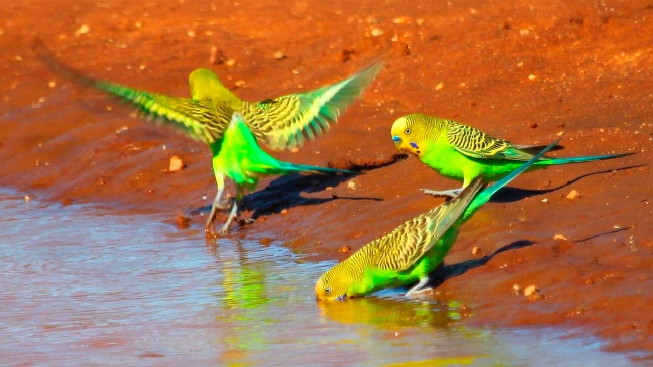 Funny, Smart and incredibly charming - BUDGIE!