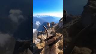 Pov Camera Strapped To A Mountain Goat The Herd Drops Down A Near-Vertical Ridge