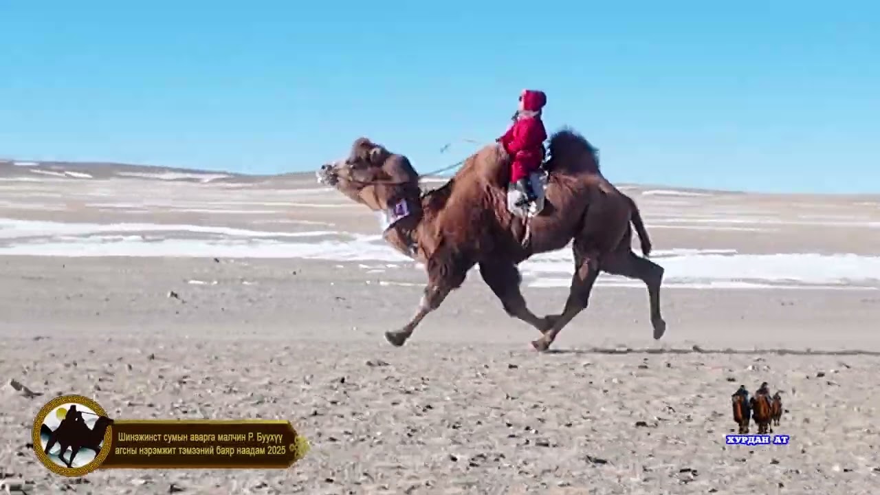 Шинэжинст сумын тэмээний баяр наадам 2025